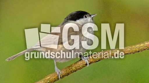 Tannenmeise (06).jpg